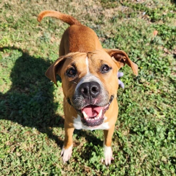Enlarge Winnie, a Adoptable mixed breed in Corpus Christi, TX image 3/6