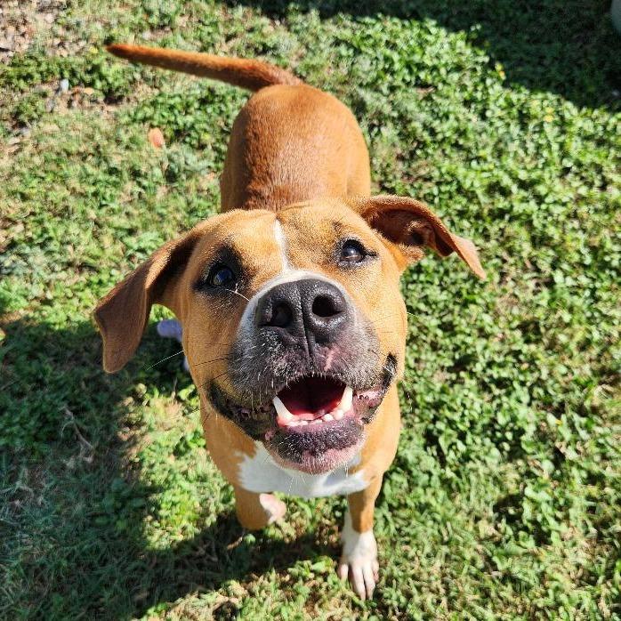 Enlarge Winnie, a Adoptable mixed breed in Corpus Christi, TX image 4/6