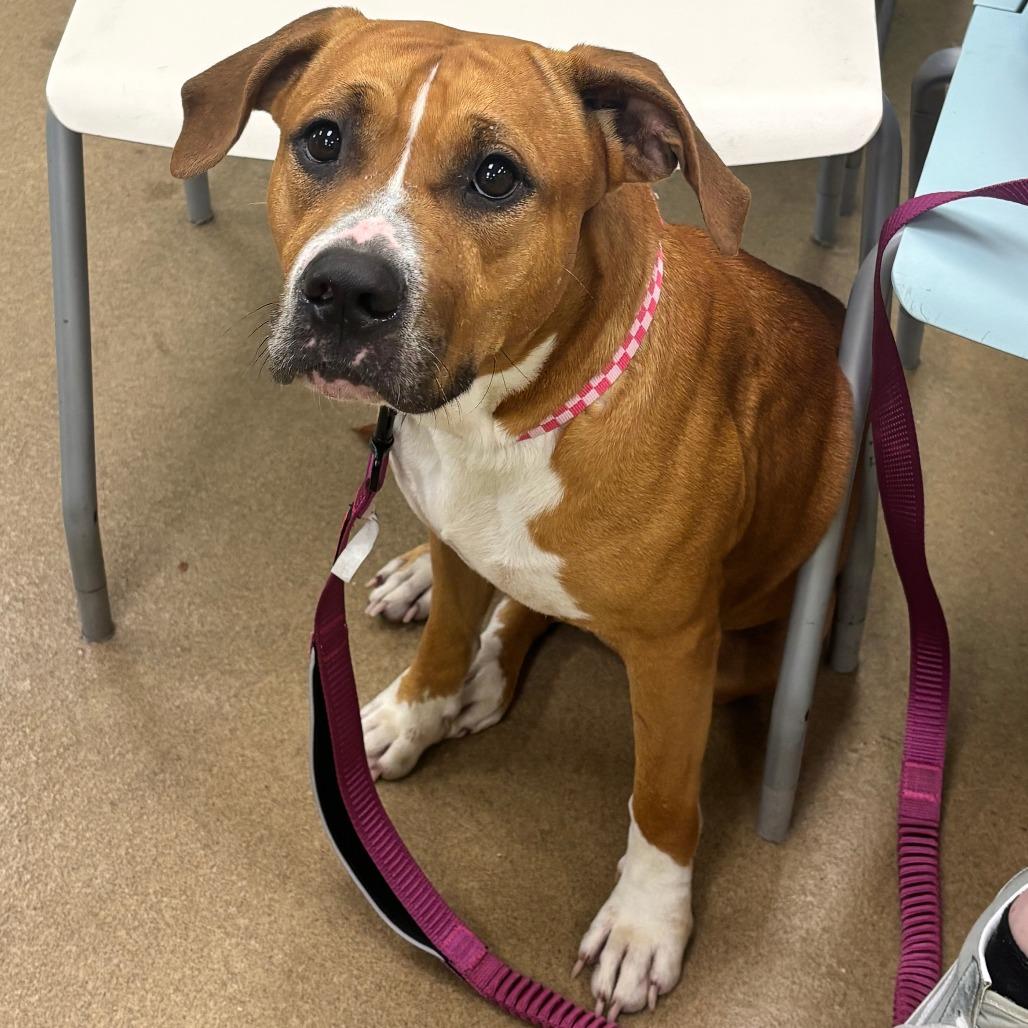 Enlarge Winnie, a Adoptable mixed breed in Corpus Christi, TX image 5/6