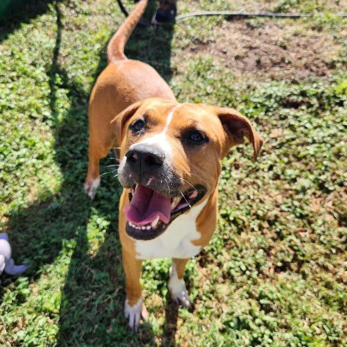 Enlarge Winnie, a Adoptable mixed breed in Corpus Christi, TX image 6/6