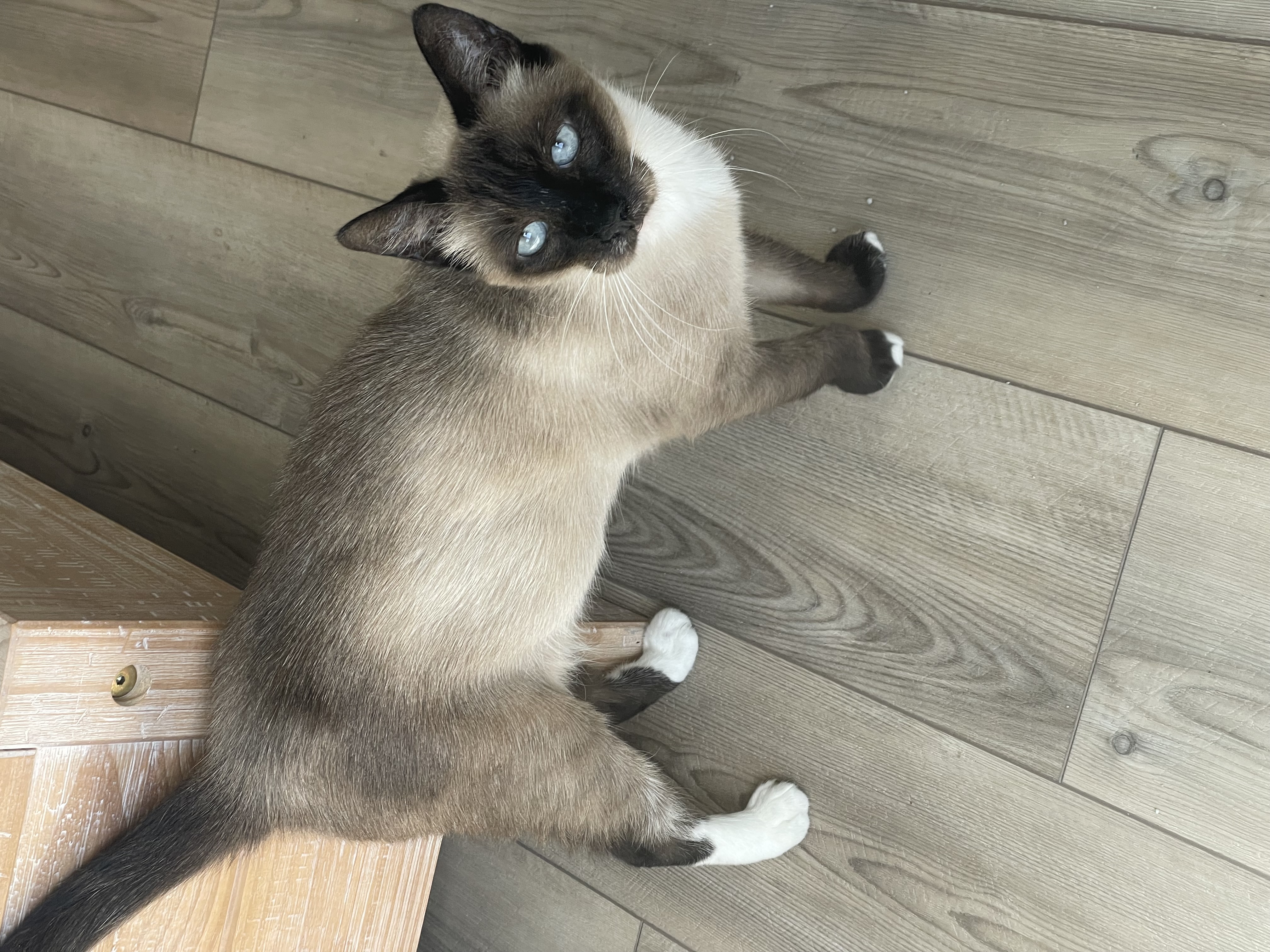 Beth, an adoptable Siamese in Jacksonville, FL, 32206 | Photo Image 2