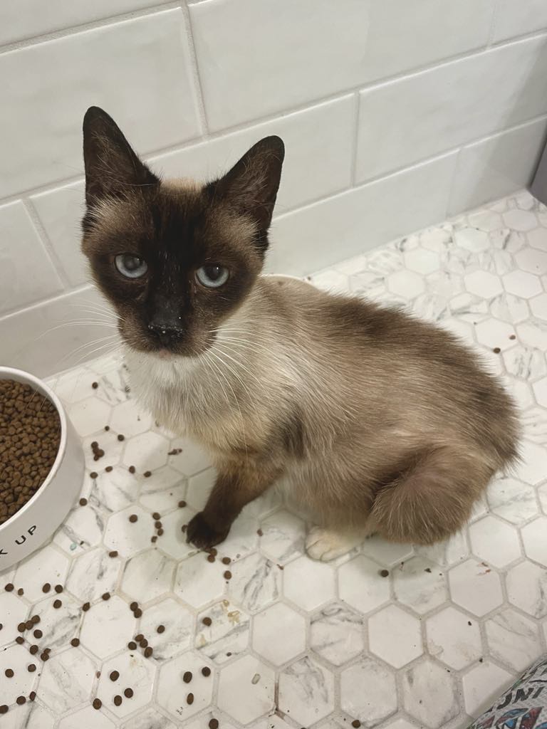 Beth, an adoptable Siamese in Jacksonville, FL, 32206 | Photo Image 6
