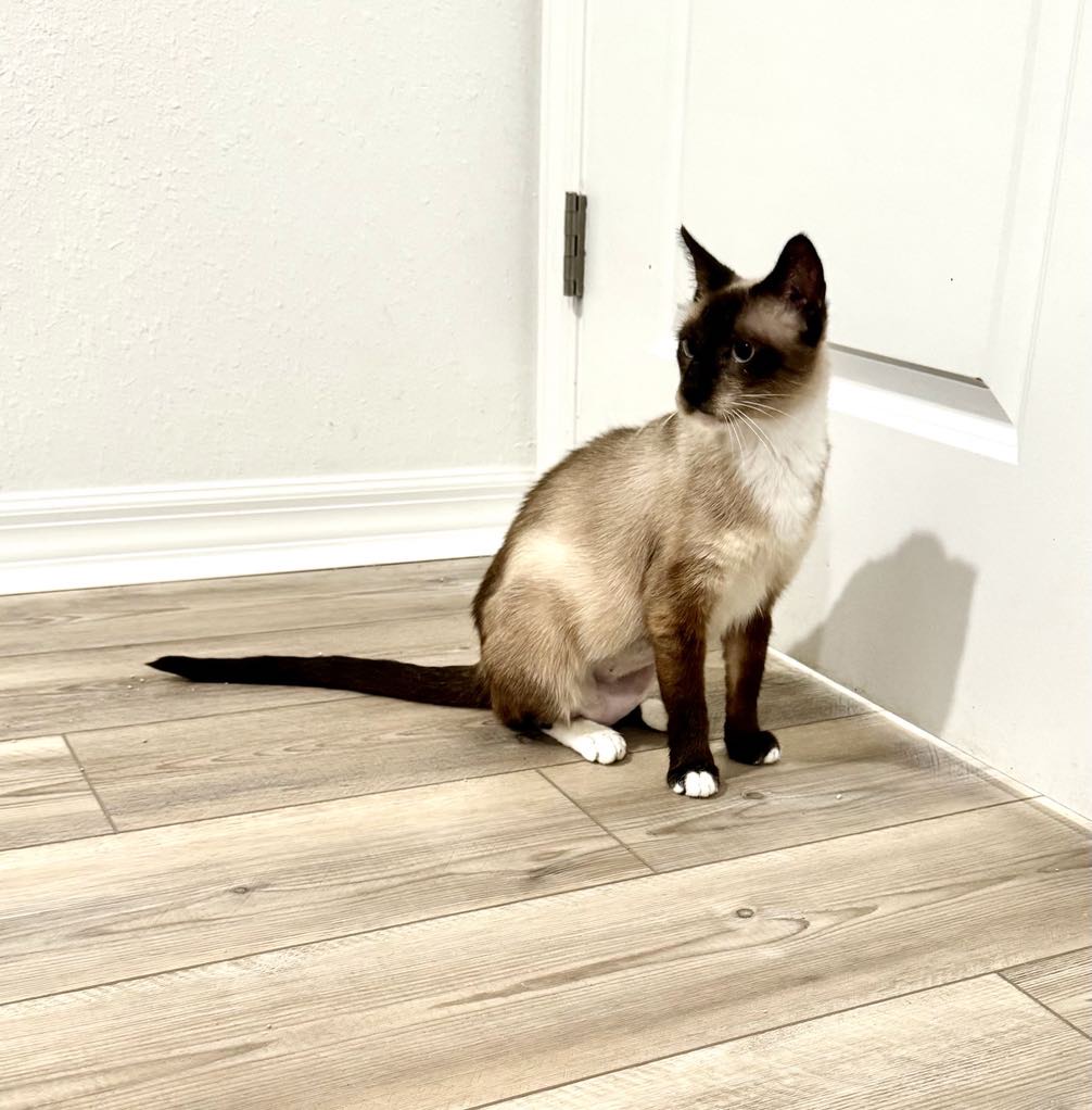 Beth, an adoptable Siamese in Jacksonville, FL, 32206 | Photo Image 3