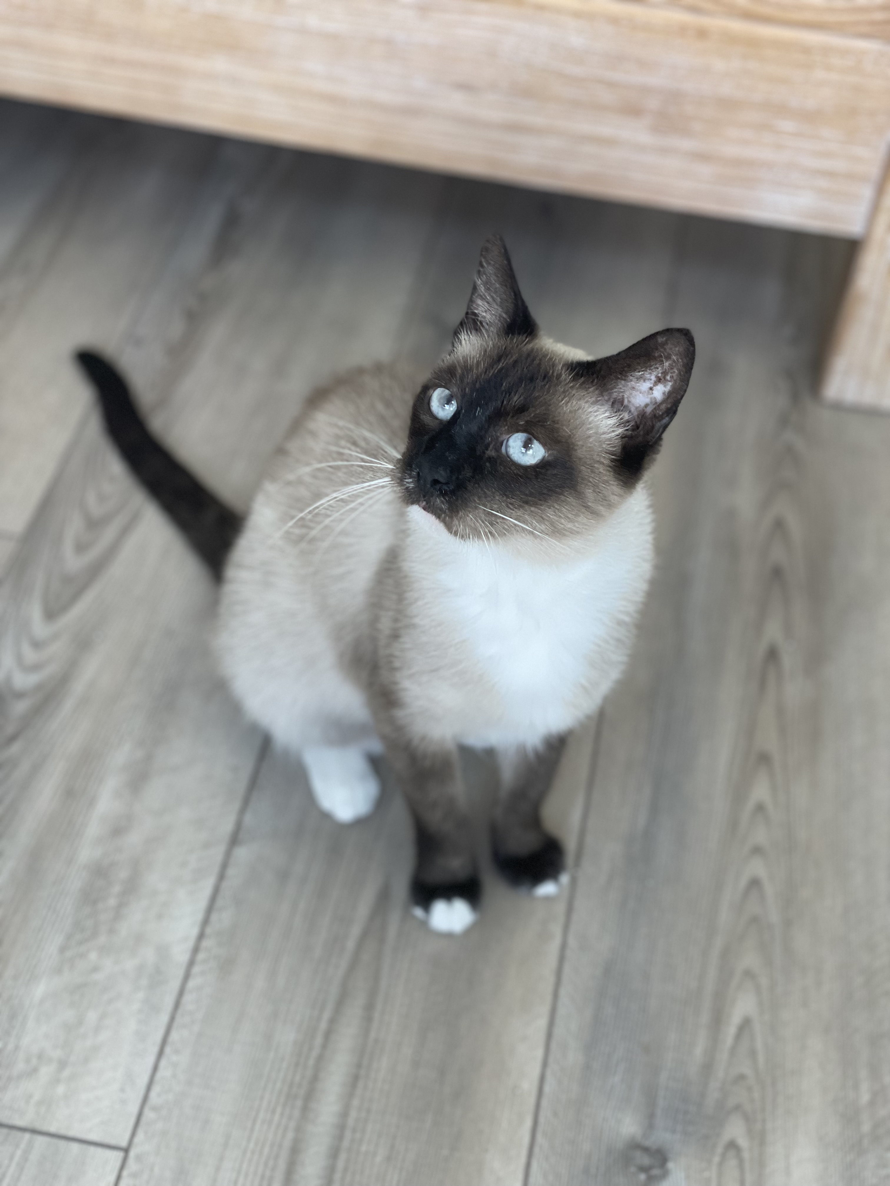 Beth, an adoptable Siamese in Jacksonville, FL, 32206 | Photo Image 1