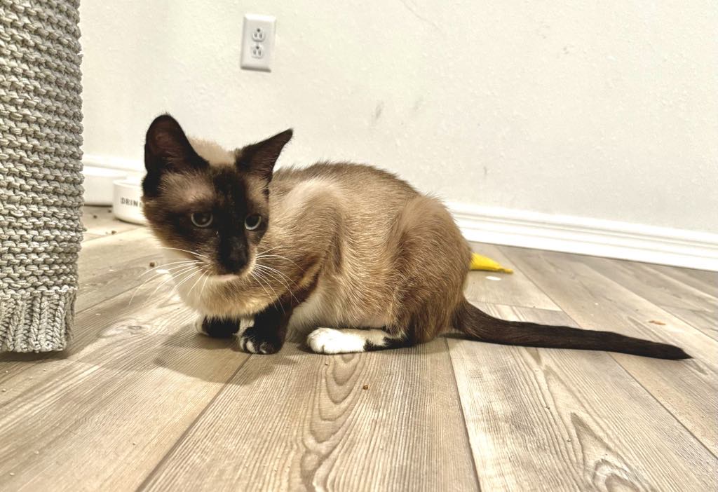 Beth, an adoptable Siamese in Jacksonville, FL, 32206 | Photo Image 5