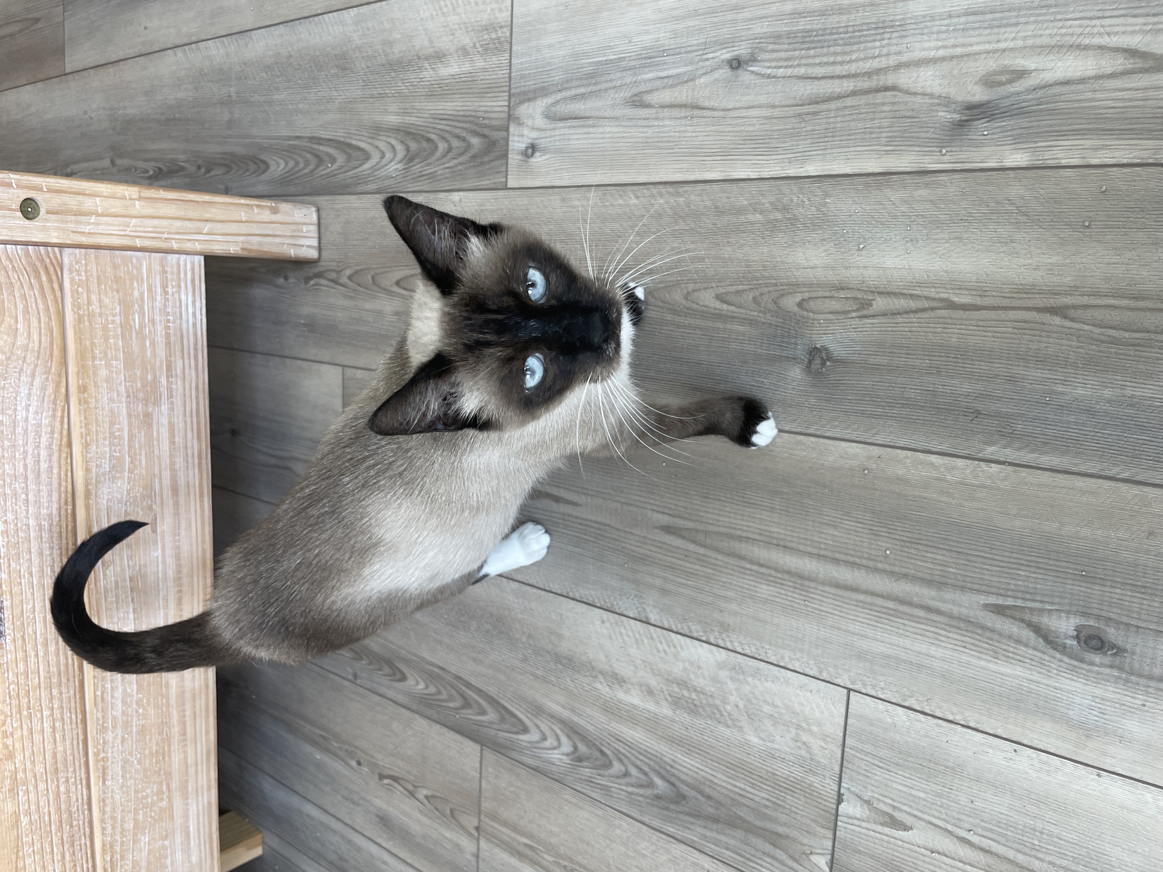 Beth, an adoptable Siamese in Jacksonville, FL, 32206 | Photo Image 4