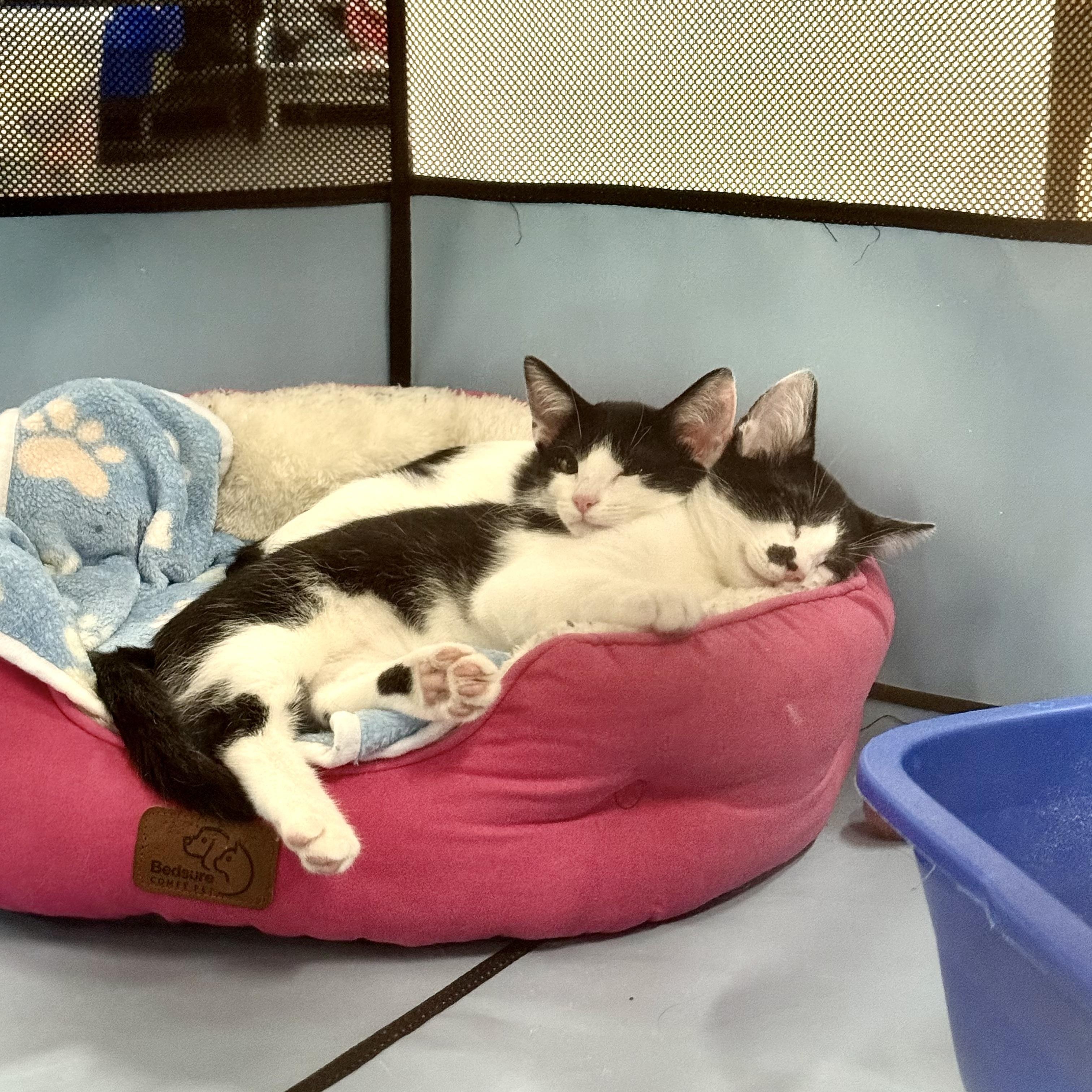 Hubert & Carol (bonded pair), a Adoptable Domestic Short Hair in Walnut Creek, CA image 4/5