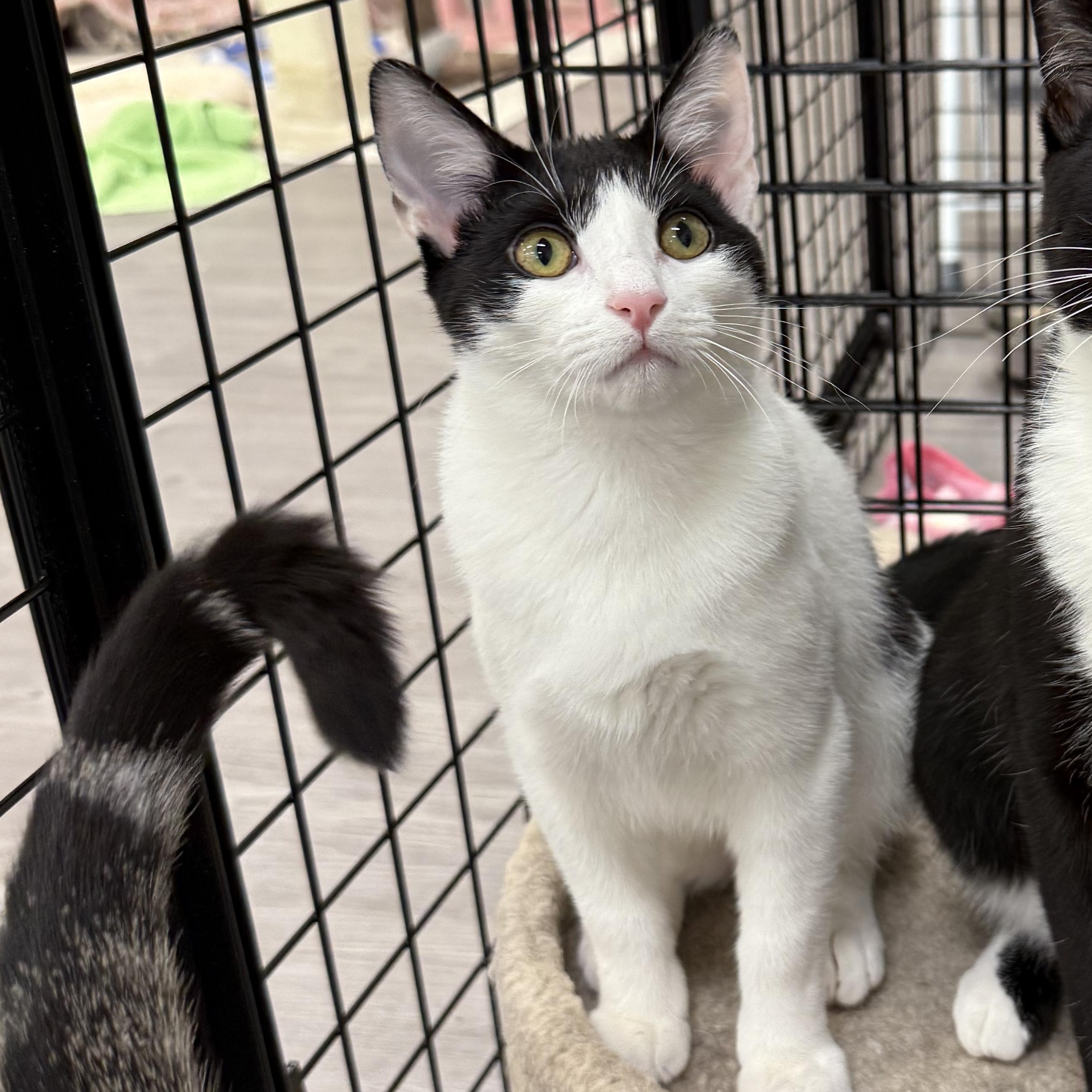 Hubert & Carol (bonded pair), a Adoptable Domestic Short Hair in Walnut Creek, CA image 2/5