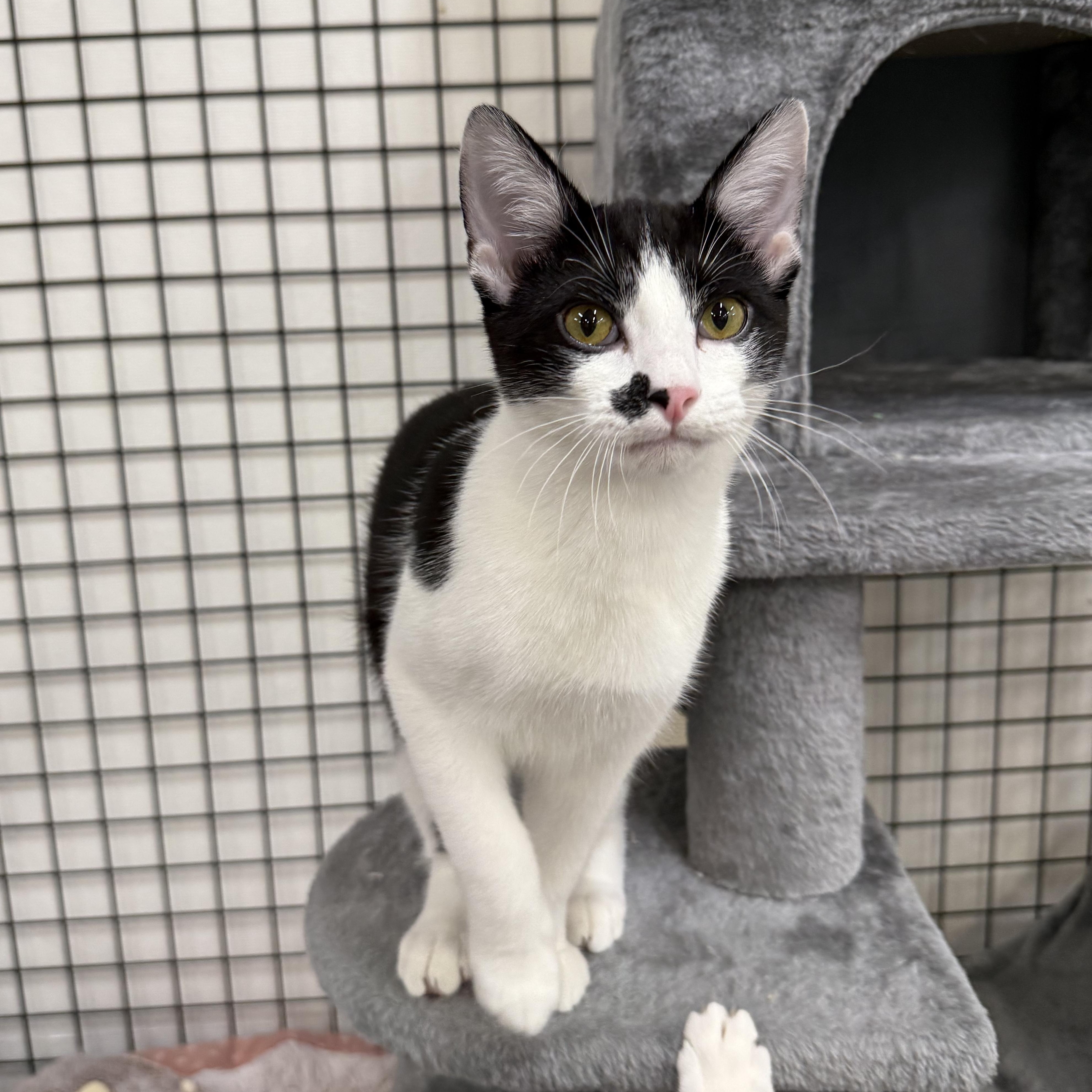 Hubert & Carol (bonded pair), a Adoptable Domestic Short Hair in Walnut Creek, CA image 3/5