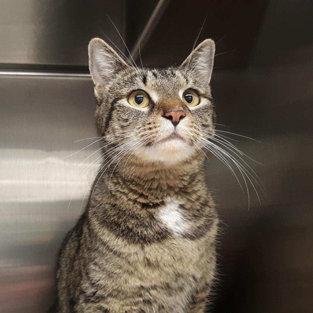 Enlarge Betty, a Adoptable Domestic Short Hair in Spokane, WA image 1/2