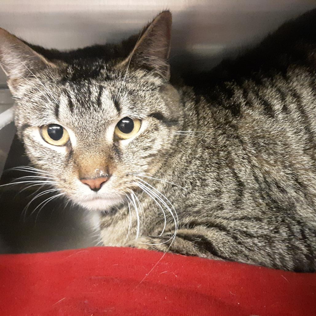 Enlarge Betty, a Adoptable Domestic Short Hair in Spokane, WA image 2/2