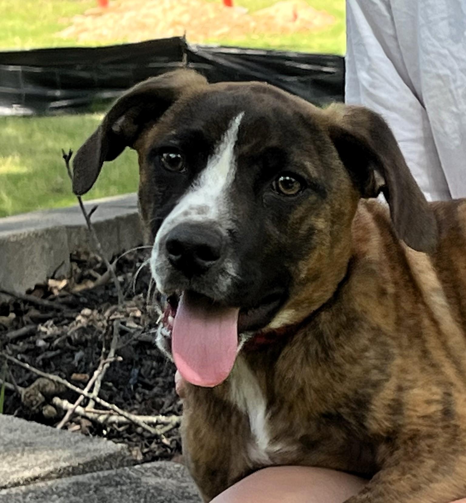 Milo --sweetheart!, Baby Male Boxer