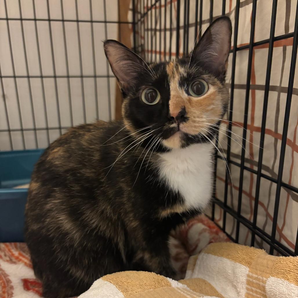 Enlarge Bastet, a Adoptable Domestic Short Hair in Hopewell, VA image 1/1