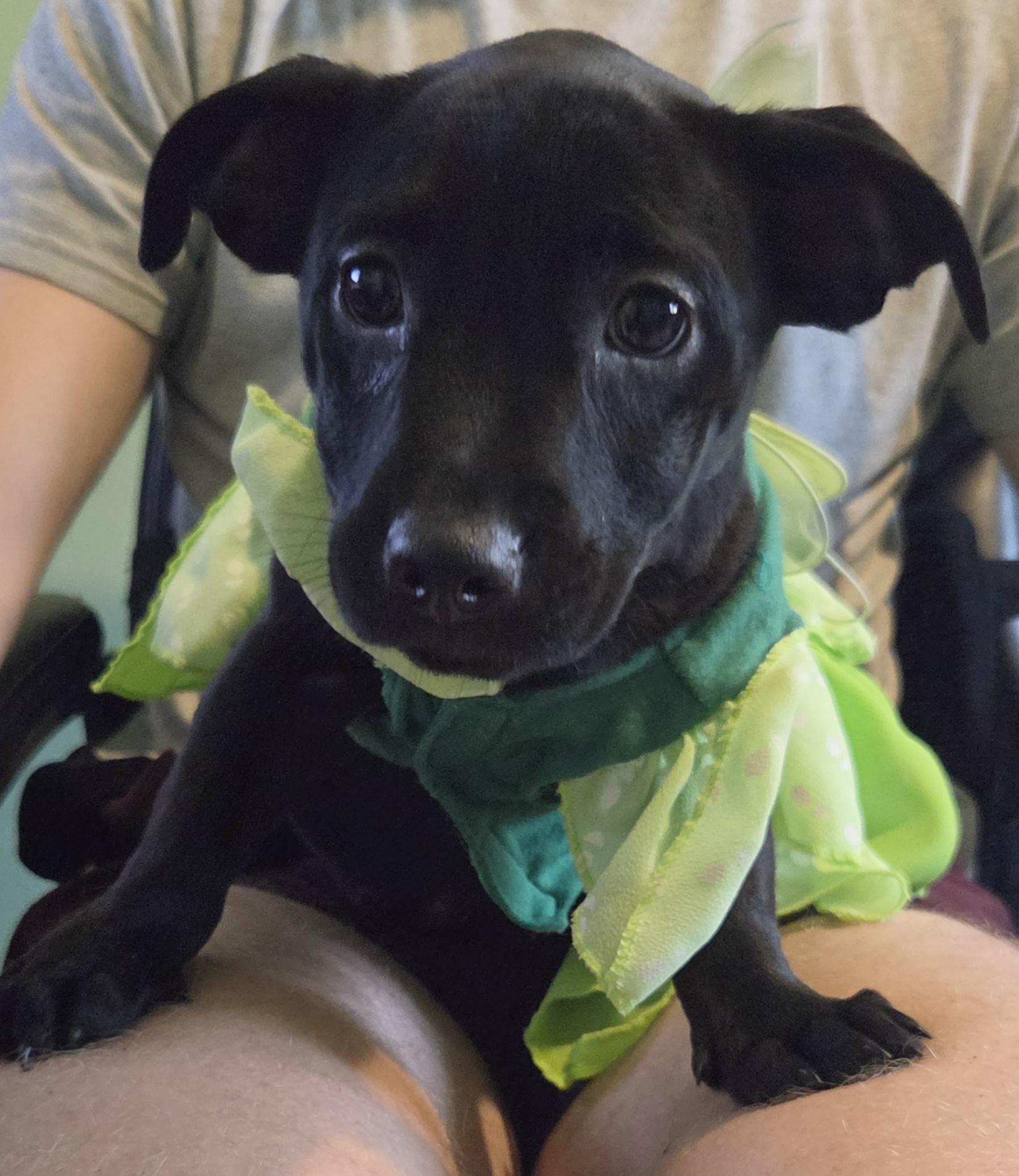 Enlarge Blanche, a Adoptable mixed breed in Montgomery, IL image 1/4