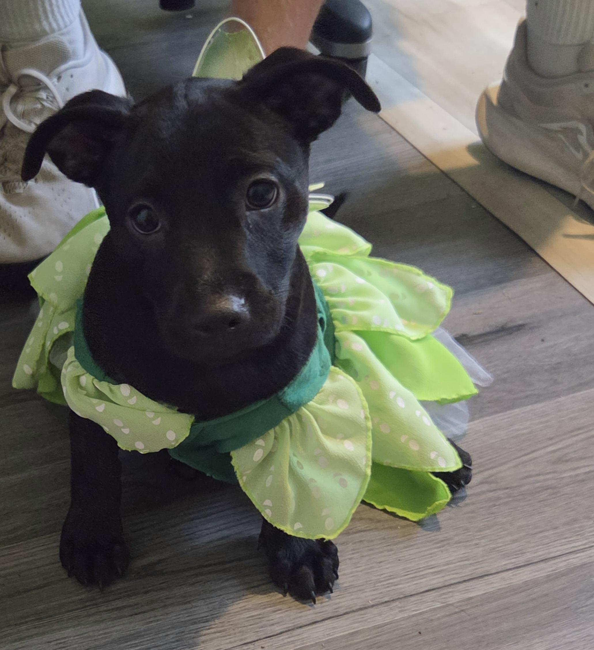 Enlarge Blanche, a Adoptable mixed breed in Montgomery, IL image 3/4