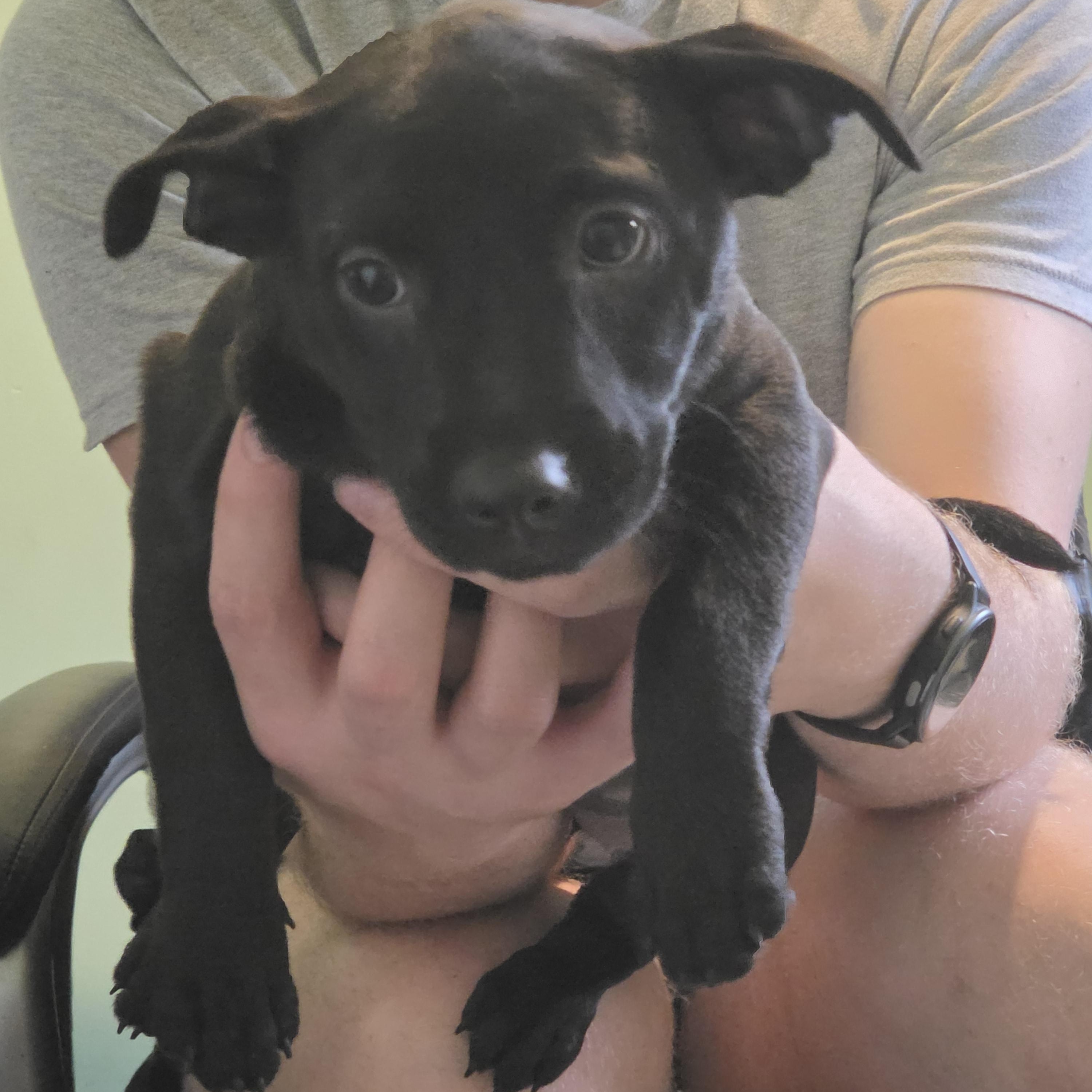 Enlarge Blanche, a Adoptable mixed breed in Montgomery, IL image 4/4