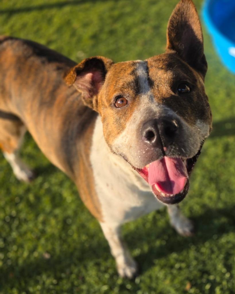 Rip, Adoptable, Adult Male Cattle Dog & Pit Bull Terrier.