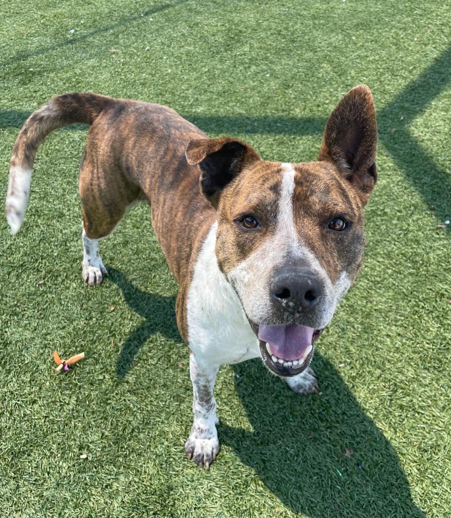 Enlarge Rip, a Adoptable mixed breed in Little Elm, TX image 2/2