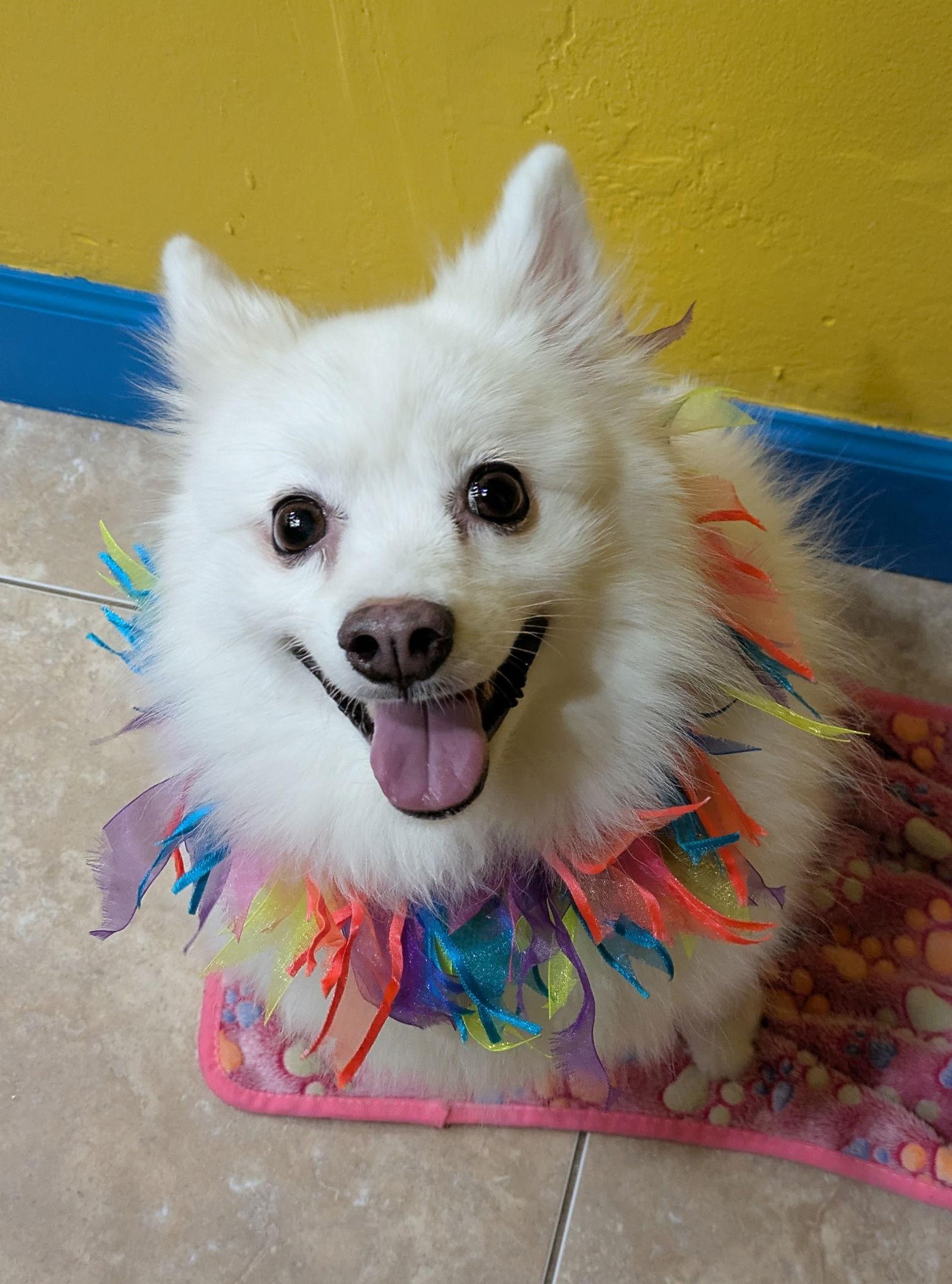 Enlarge Portia of South FL, a Adopted American Eskimo Dog in Randallstown, MD image 2/3