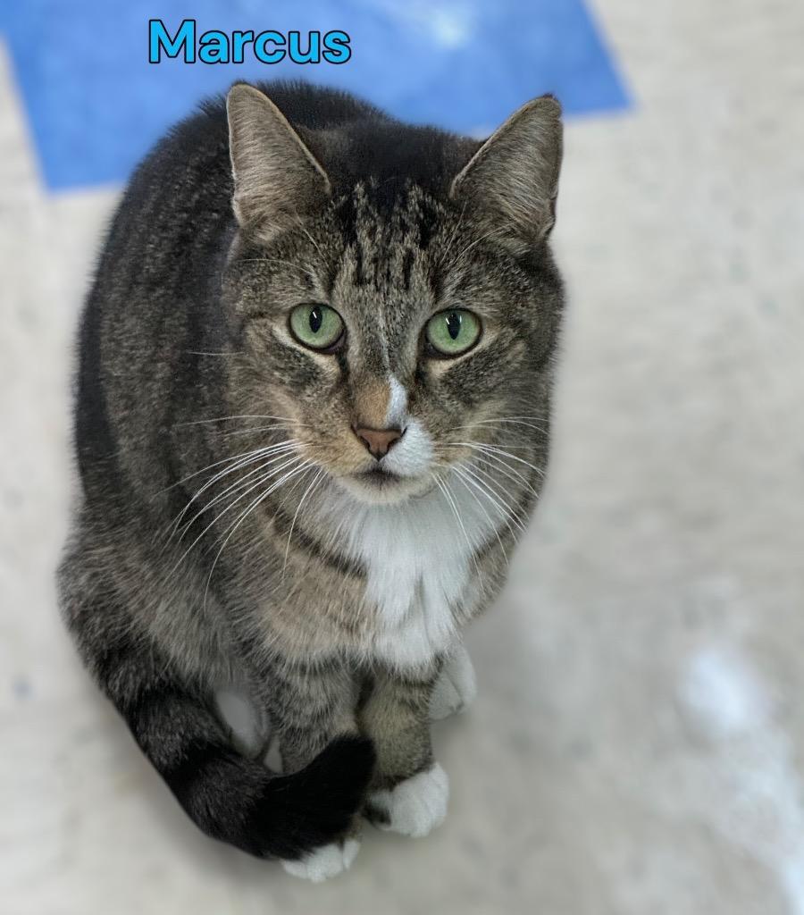 Marcus, Adoptable, Senior Male Domestic Short Hair.