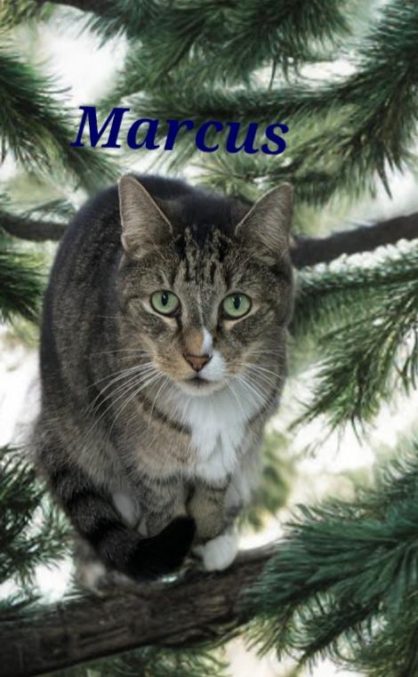 Enlarge Marcus, a Adoptable mixed breed in Jim Thorpe, PA image 2/5