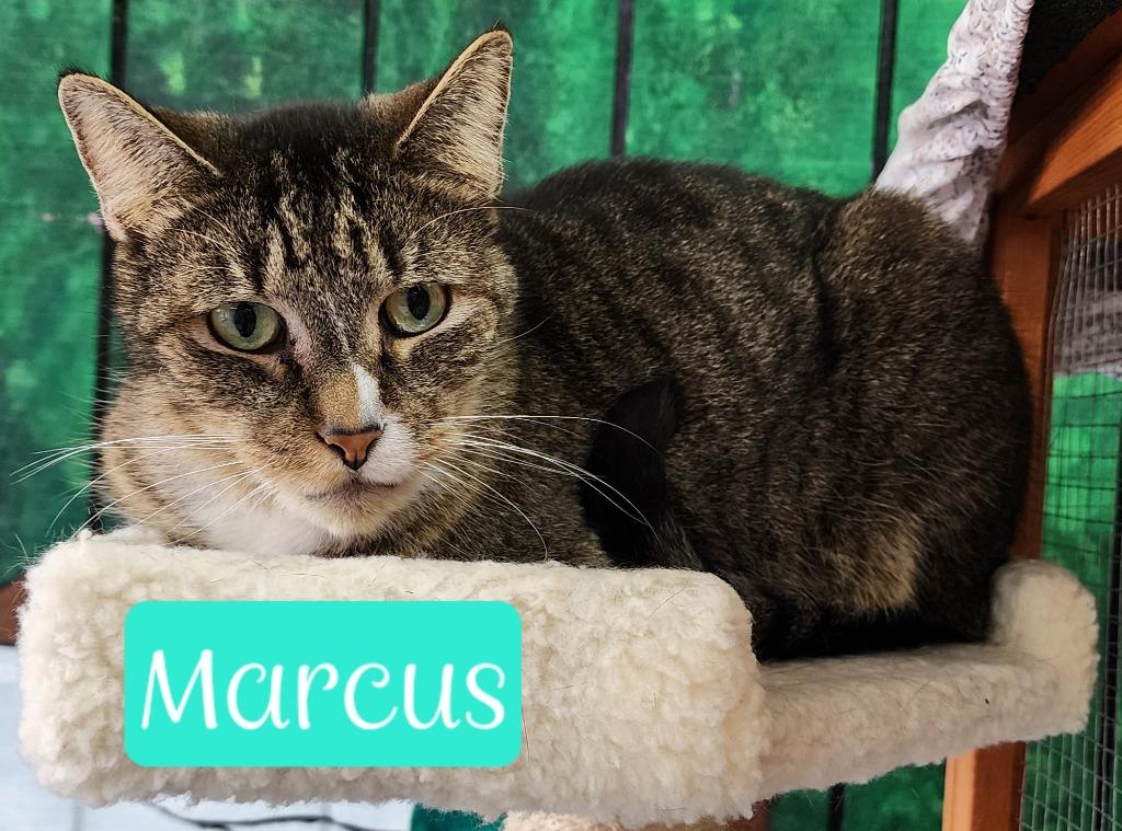 Enlarge Marcus, a Adoptable mixed breed in Jim Thorpe, PA image 2/5
