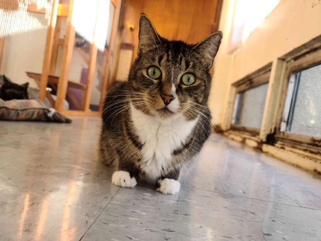 Enlarge Marcus, a Adoptable mixed breed in Jim Thorpe, PA image 5/5