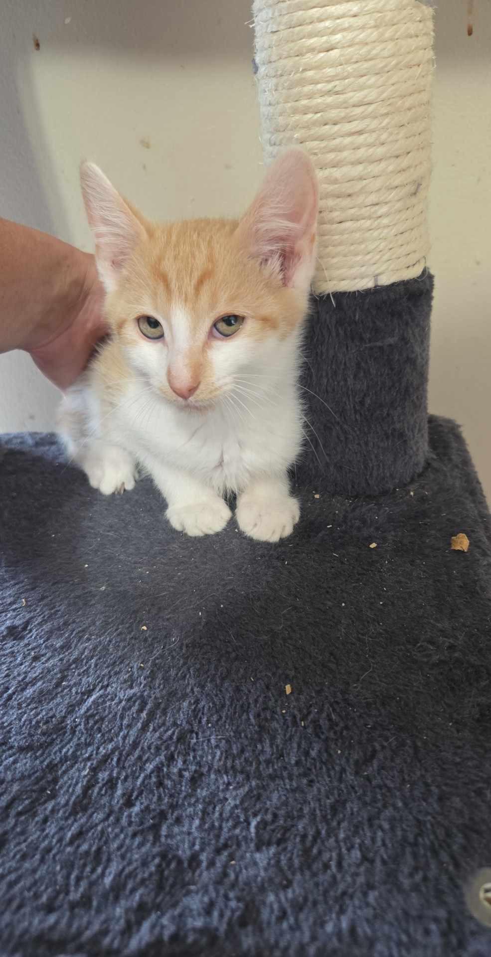 Gandolf, a Adopted American Bobtail in Clymer, PA image 2/4
