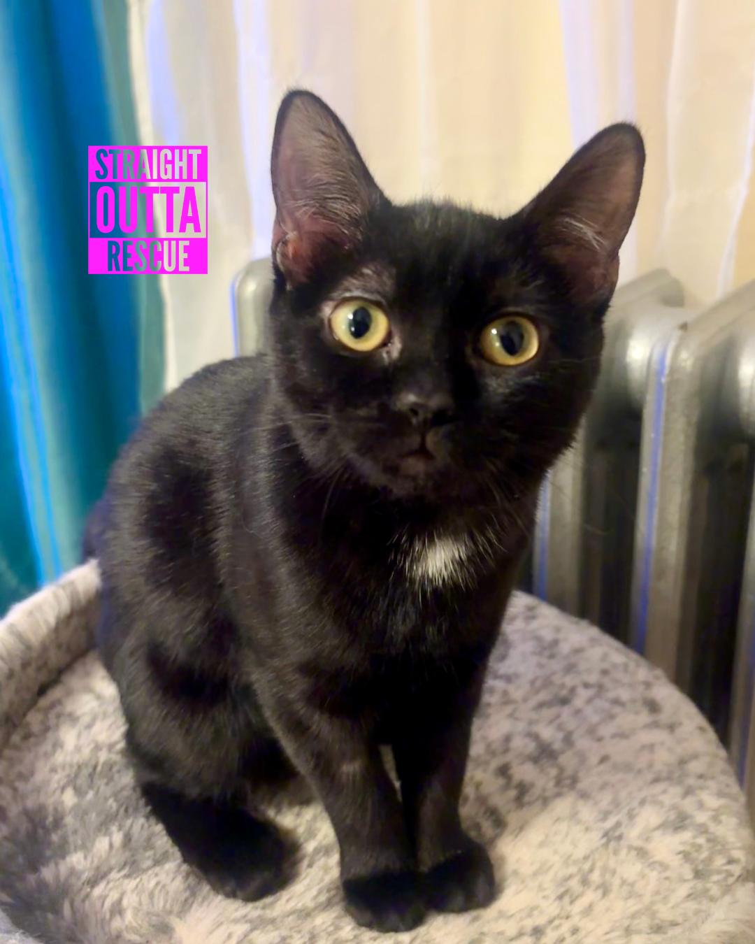 Badger, Adoptable, Kitten Female Domestic Short Hair.