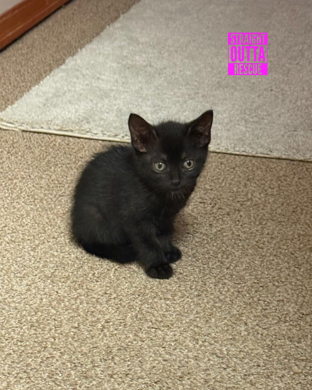 Enlarge Badger, an adopted Domestic Short Hair in Vancouver, BC image 4/6