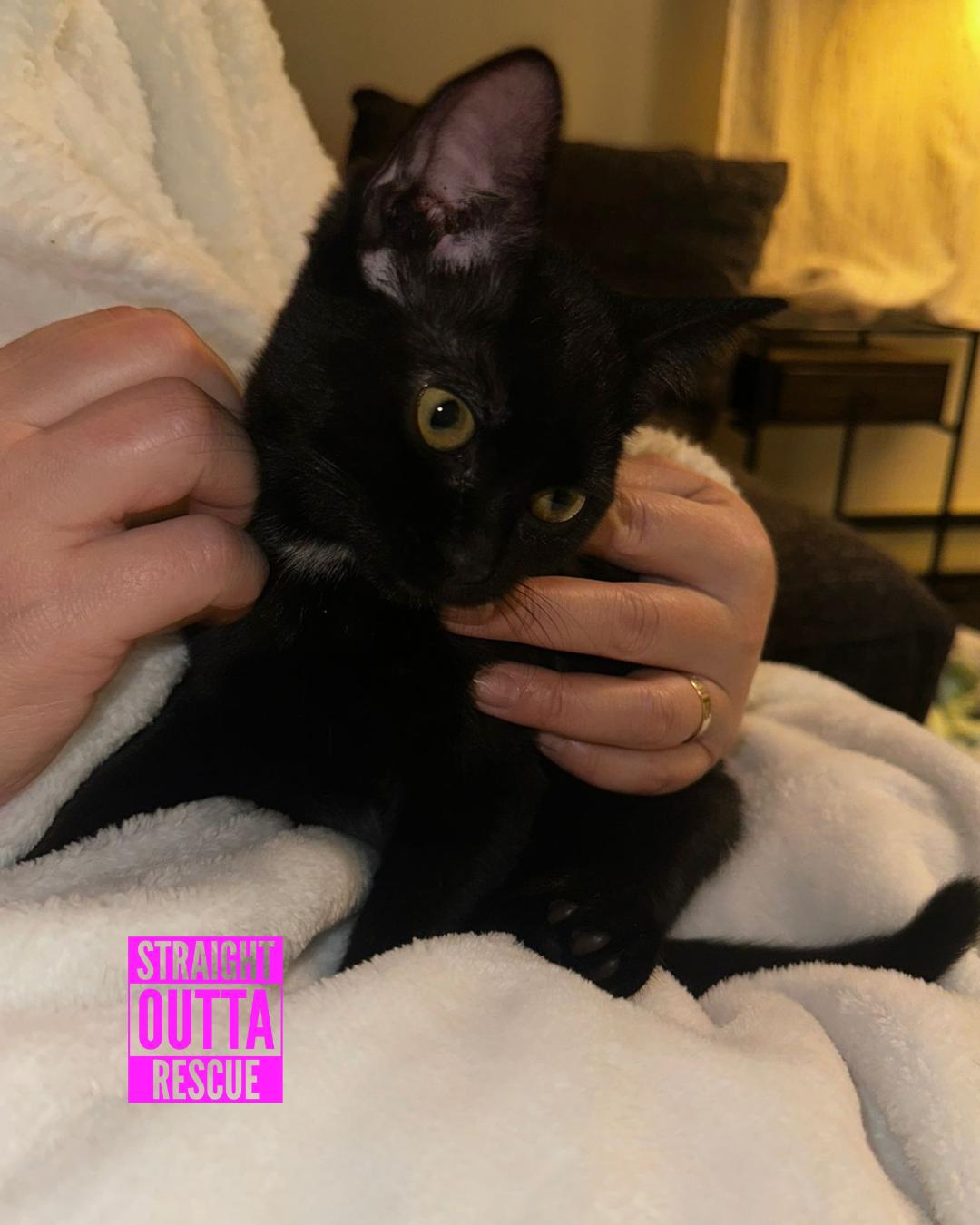 Enlarge Badger, an adopted Domestic Short Hair in Vancouver, BC image 6/6