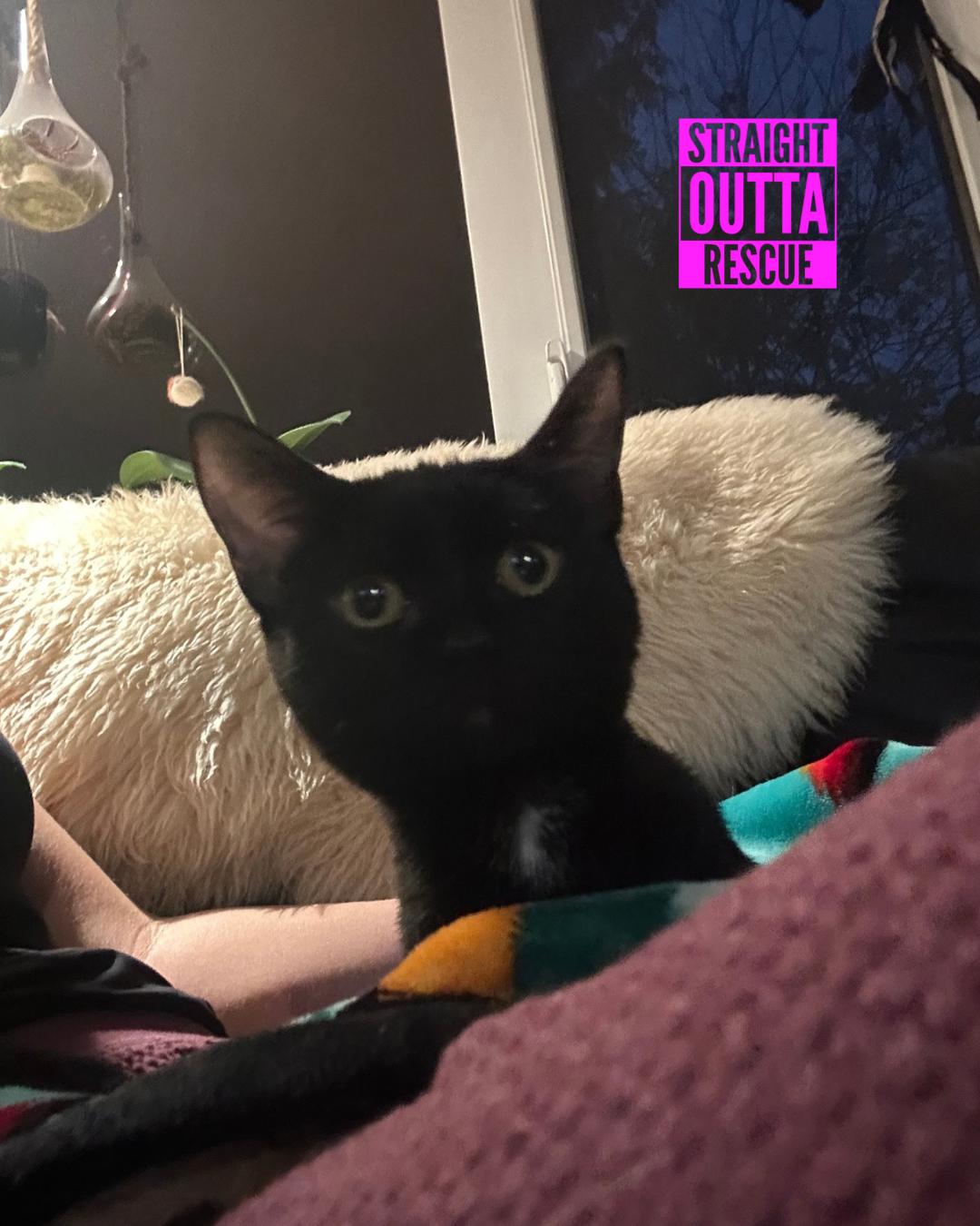 Enlarge Badger, an adopted Domestic Short Hair in Vancouver, BC image 2/6