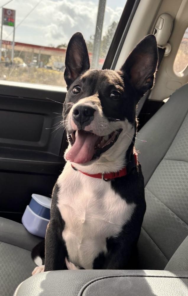 Hooper, Adoptable, Young Male American Staffordshire Terrier.