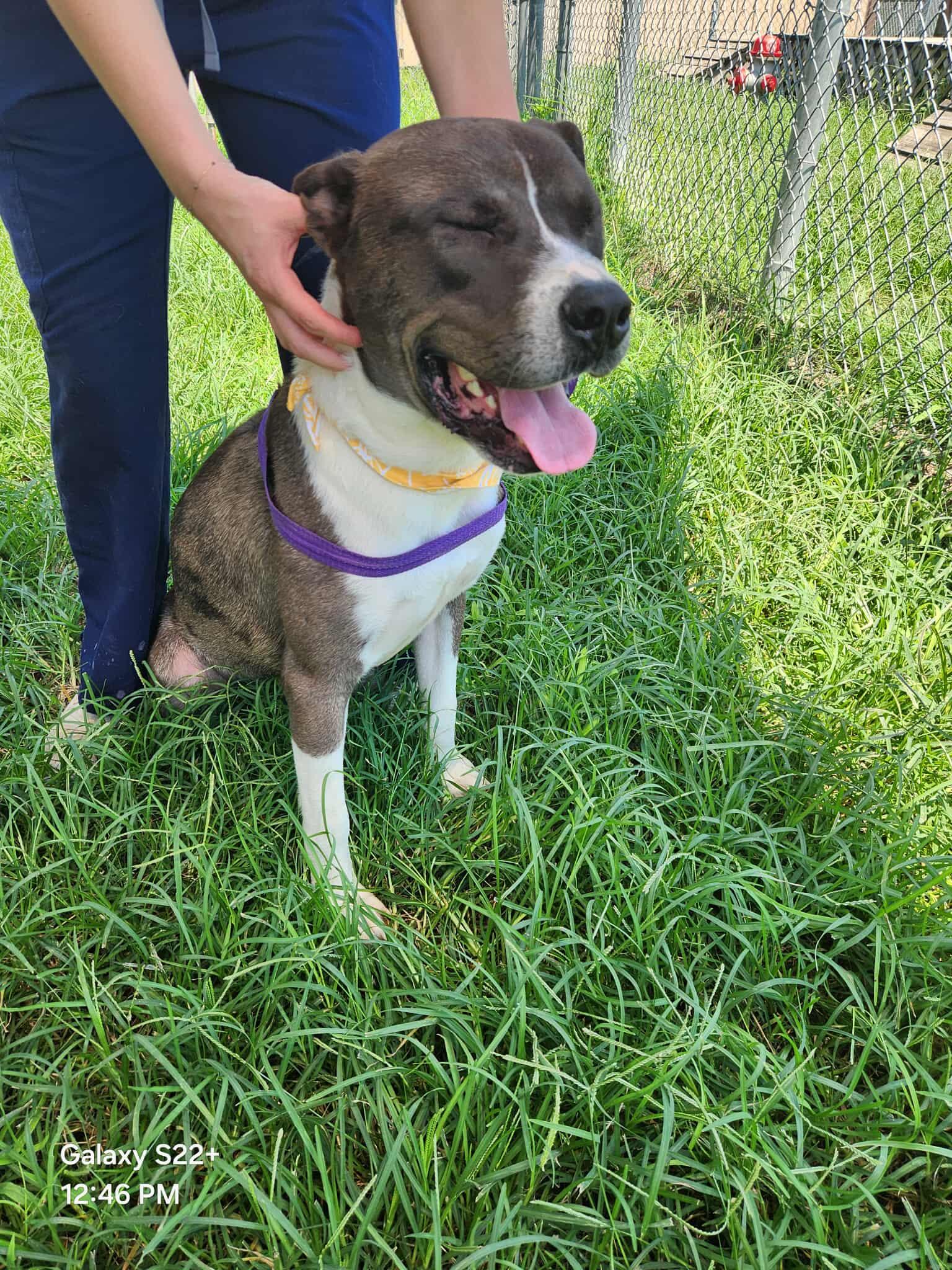 Penguin **Courtesy Post. Out of town pet. See below for details**