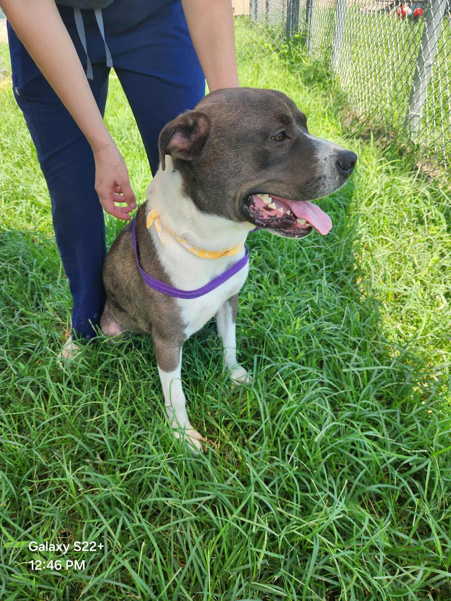 Penguin **Courtesy Post. Out of town pet. See below for details**