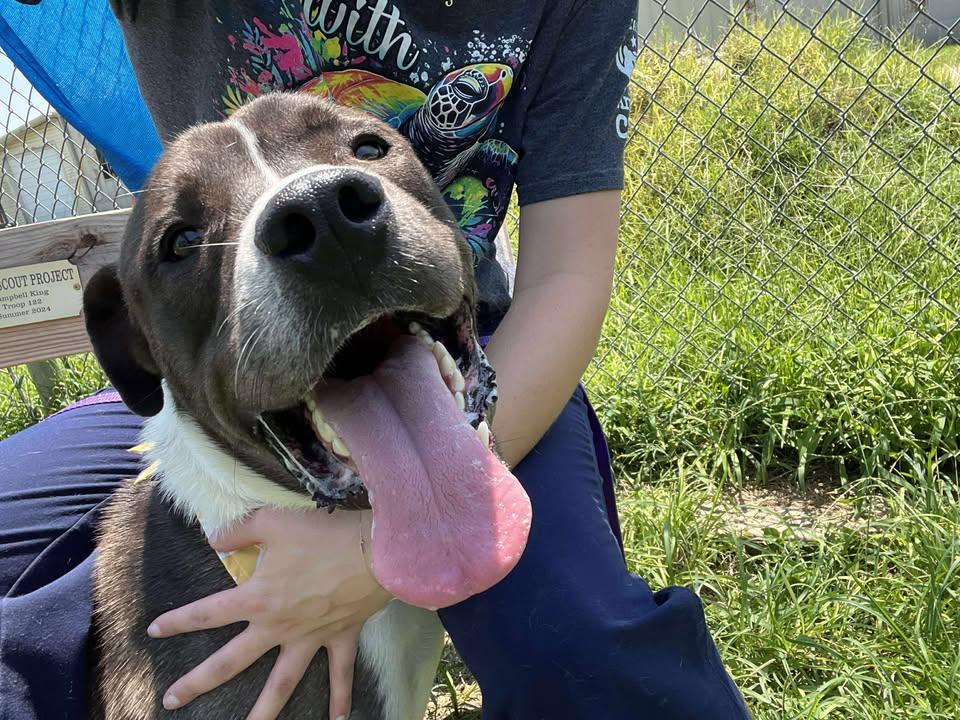 Penguin **Courtesy Post. Out of town pet. See below for details**