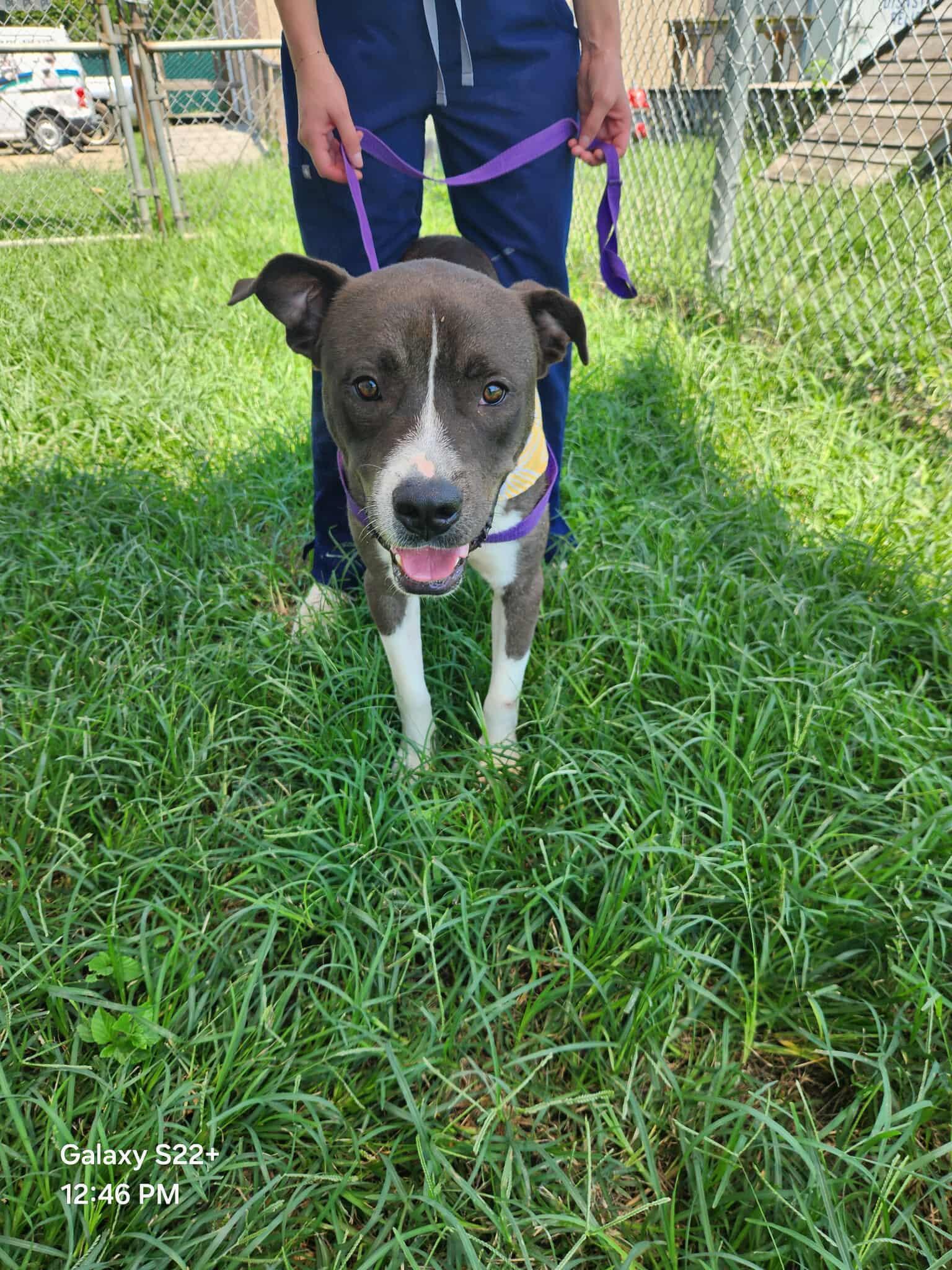 Penguin **Courtesy Post. Out of town pet. See below for details**