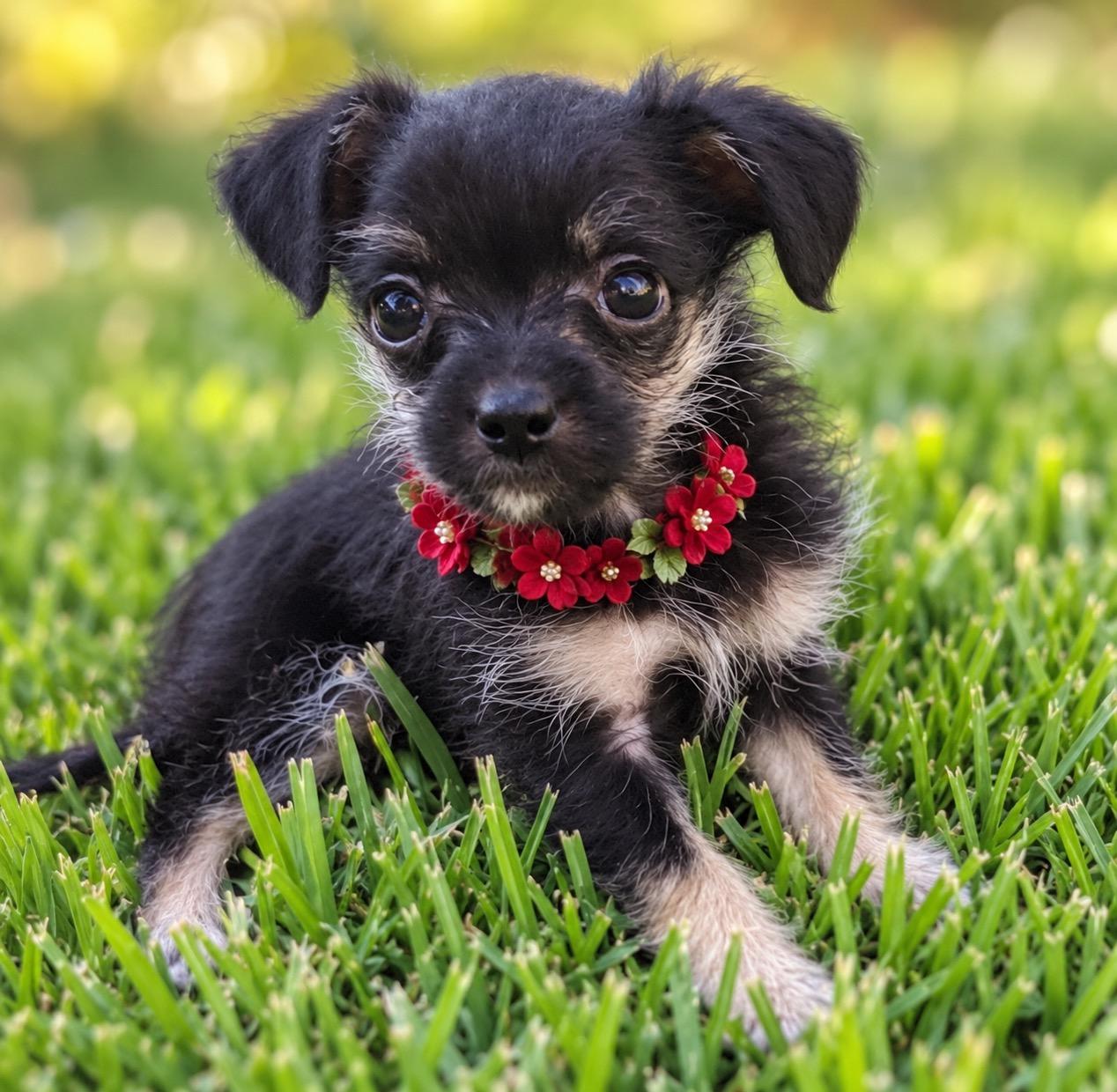 Angel, Adoptable, Puppy Female Chihuahua & Terrier.