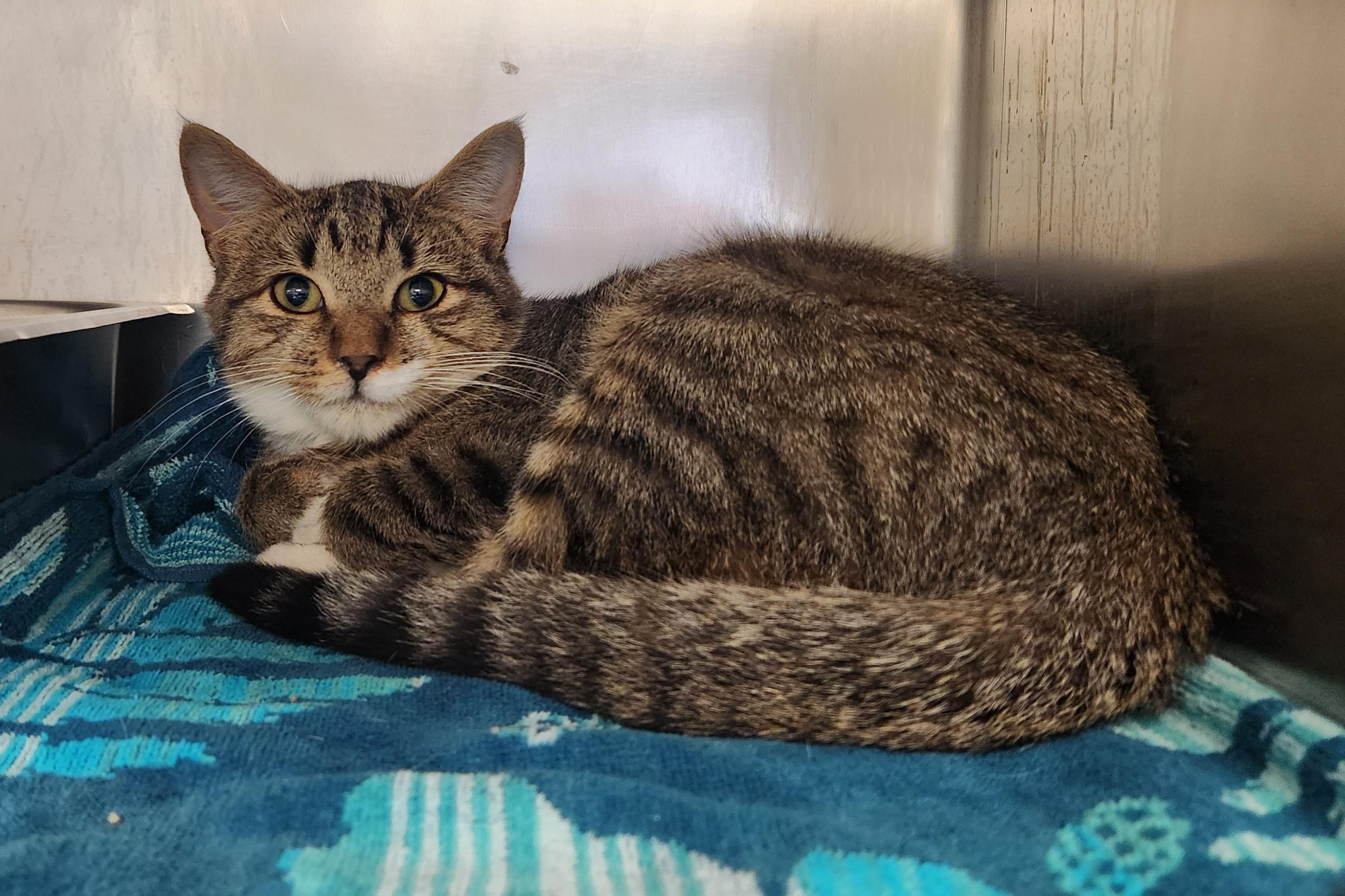 Enlarge Hawkeye, a Adoptable Domestic Short Hair in Clayton, NJ image 1/1