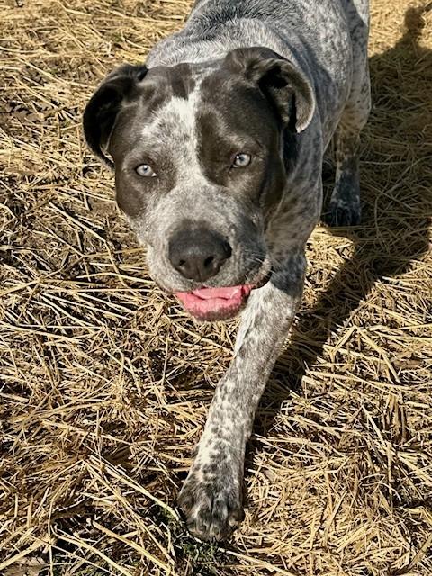 Enlarge Queenie, an adopted mixed breed in Phoenix, OR image 4/4