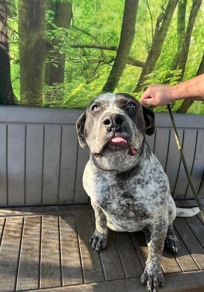 Enlarge Queenie, a ADOPTABLE mixed breed in Phoenix, OR image 1/3