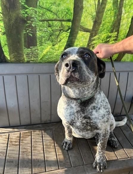 Enlarge Queenie, a ADOPTABLE mixed breed in Phoenix, OR image 3/3