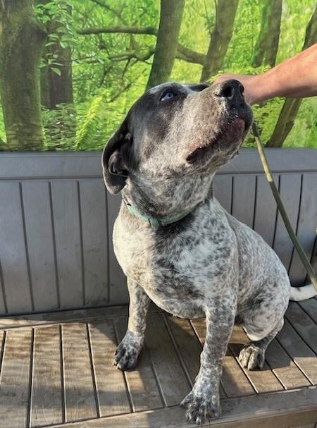 Enlarge Queenie, a ADOPTABLE mixed breed in Phoenix, OR image 2/3