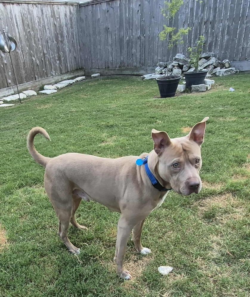 ROCKY, Adoptable, Young Male Staffordshire Bull Terrier.