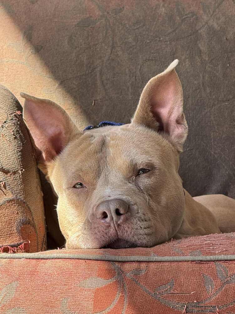 Enlarge ROCKY, a Adoptable mixed breed in Richmond, TX image 2/5