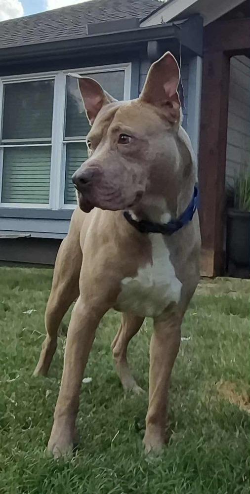 Enlarge ROCKY, a Adoptable mixed breed in Richmond, TX image 3/5