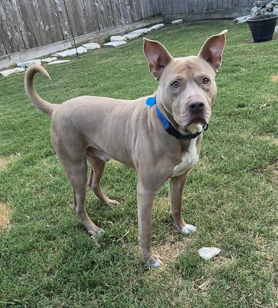 Enlarge ROCKY, a Adoptable mixed breed in Richmond, TX image 4/5