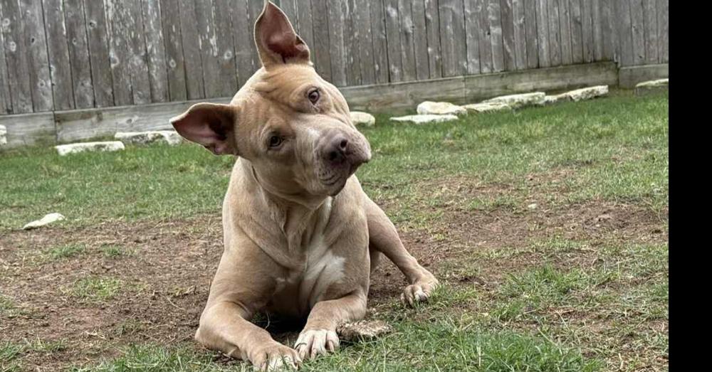 Enlarge ROCKY, a Adoptable mixed breed in Richmond, TX image 5/5