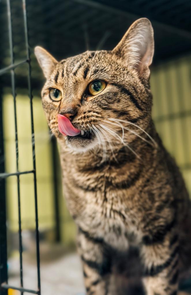 Enlarge Teriyaki, a Adoptable mixed breed in Auburn, IN image 1/1