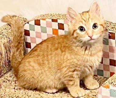 Enlarge Velma, an adopted Domestic Short Hair in Fair Oaks, CA image 2/2